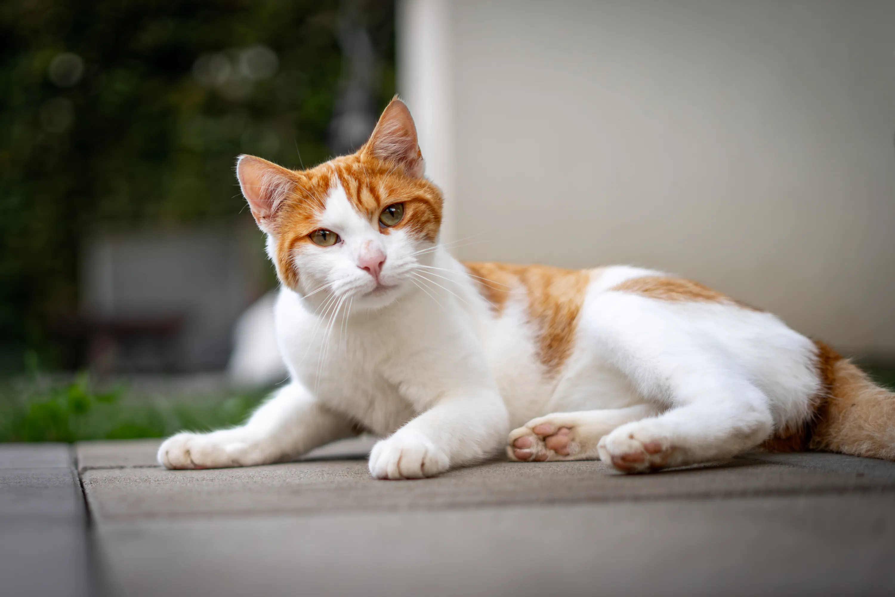 Katzen rocket und chili